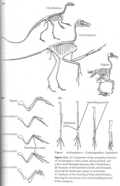 evolution of birds diagram